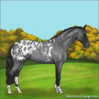 Horse Color:Blue Roan Appaloosa 