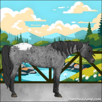 Horse Color:Blue Roan Snowcap 