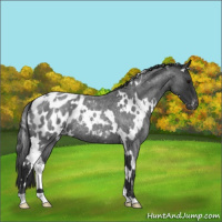 Horse Color:White Spotted Blue Roan Appaloosa