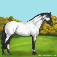 Horse Color:Blue Roan Appaloosa