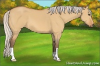 Horse Color:Silver Bay Dun 