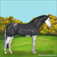 Horse Color:Blue Roan Splash Varnish 