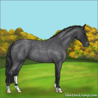 Horse Color:Blue Roan Varnish 