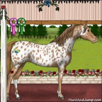 Horse Color:Chestnut Appaloosa 