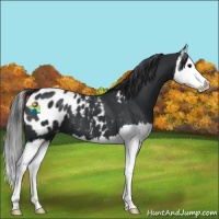 Horse Color:Black Splash Appaloosa 