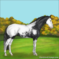 Horse Color:Black Splash Snowcap 