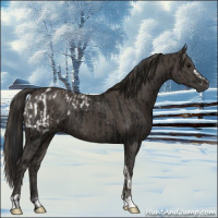 Horse Color:Gray Black Appaloosa  and Smoky Black 