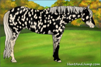 Horse Color:Void Gold Cream Champagne Dun Appaloosa 