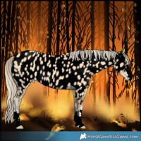 Horse Color:Void Gold Cream Champagne Dun Near Leopard