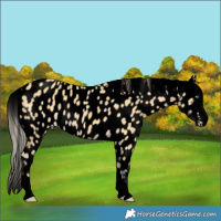 Horse Color:Void Gold Cream Champagne Dun Near Leopard 