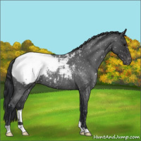 Horse Color:Blue Roan Snowcap 
