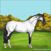 Horse Color:Blue Roan Near Fewspot Rabicano 