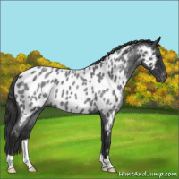 Horse Color:Blue Roan Near Leopard 