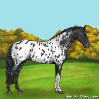 Horse Color:Black Appaloosa 