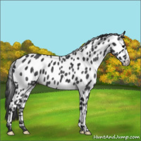 Horse Color:Blue Roan Near Leopard 