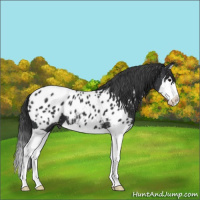 Horse Color:Black Splash Appaloosa 