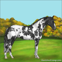 Horse Color:White Spotted Black Appaloosa 