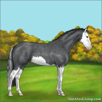 Horse Color:Blue Roan Splash Varnish 