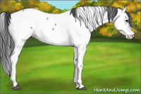 Horse Color:Blue Roan Fewspot 