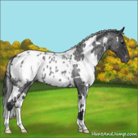 Horse Color:White Spotted Blue Roan Appaloosa 