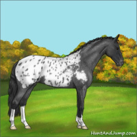 Horse Color:Blue Roan Appaloosa 