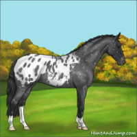 Horse Color:Blue Roan Appaloosa 
