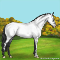 Horse Color:Blue Roan Near Fewspot 