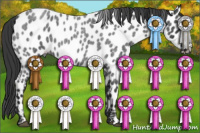 Horse Color:Blue Roan Appaloosa