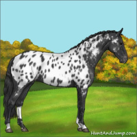 Horse Color:Blue Roan Appaloosa 