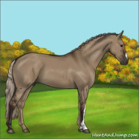 Horse Color:Gray Silver Grullo 