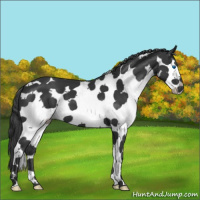 Horse Color:White Spotted Black Splash 