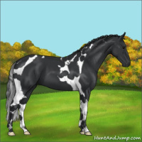 Horse Color:Black Tobiano 