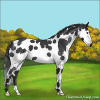 Horse Color:Blue Roan Splash Tobiano