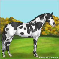 Horse Color:Black Splash Tobiano 