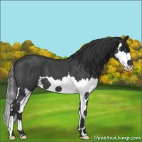 Horse Color:Blue Roan Splash 