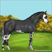 Horse Color:Blue Roan Splash 