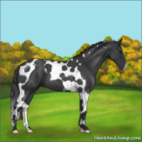 Horse Color:Blue Roan Tobiano 