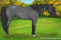 Horse Color:Blue Roan