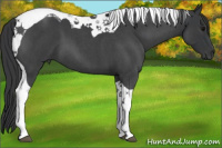 Horse Color:Blue Roan Tobiano 