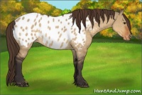 Horse Color:Buckskin Dun Appaloosa 