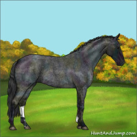 Horse Color:Midnight Blue Ice Roan Rabicano 