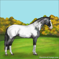 Horse Color:Midnight Blue Ice Roan Splash Snowcap Rabicano 