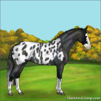 Horse Color:Midnight Blue Roan Splash Appaloosa Rabicano 