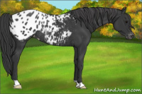 Horse Color:Black Appaloosa Rabicano 