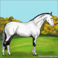 Horse Color:Midnight Brown Roan Splash Appaloosa Rabicano 