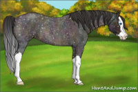 Horse Color:Midnight Bay Ice Roan Splash Appaloosa Rabicano 
