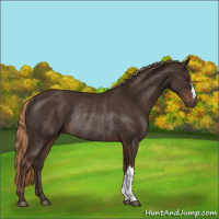 Horse Color:Liver Chestnut Rabicano
