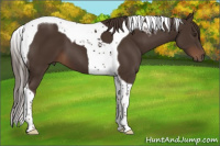 Horse Color:Liver Chestnut Tobiano