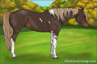 Horse Color:Liver Chestnut Tobiano 