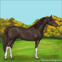 Horse Color:Liver Chestnut 